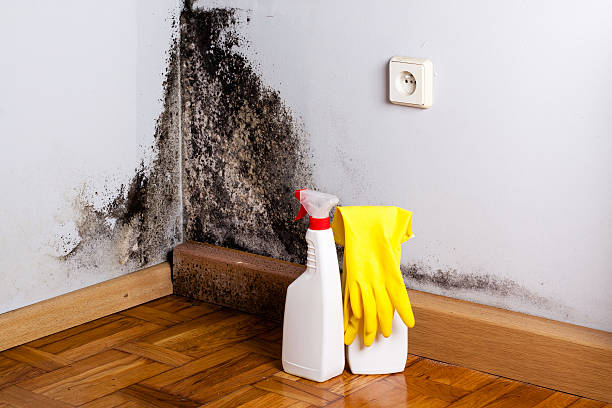 Best Preventive Mold Services in Springfield, KY